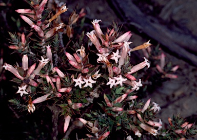 APII jpeg image of Styphelia neoanglica  © contact APII