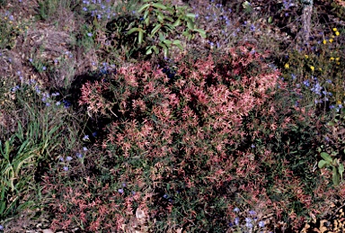 APII jpeg image of Styphelia propinqua  © contact APII