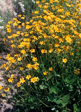 APII jpeg image of Goodenia brendannarum  © contact APII