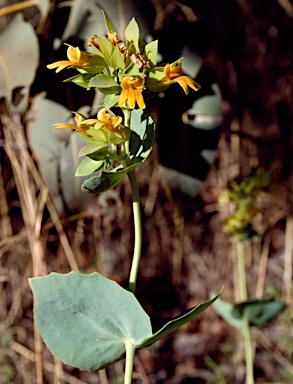 APII jpeg image of Goodenia panduriformis  © contact APII