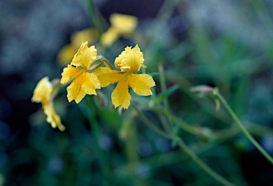 APII jpeg image of Goodenia paradoxa  © contact APII
