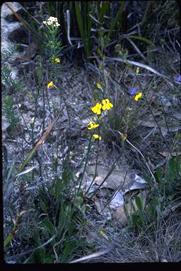 APII jpeg image of Goodenia mystrophylla  © contact APII