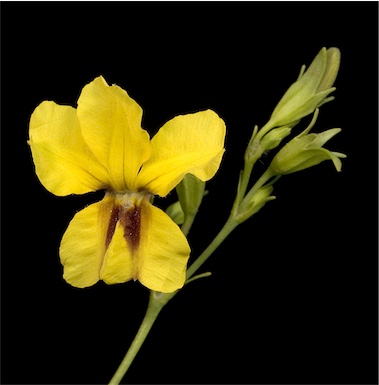 APII jpeg image of Goodenia macrophylla  © contact APII