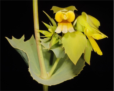 APII jpeg image of Goodenia panduriformis  © contact APII