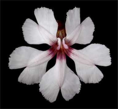 APII jpeg image of Goodenia rosea  © contact APII