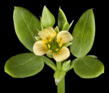 APII jpeg image of Roepera fruticulosa  © contact APII