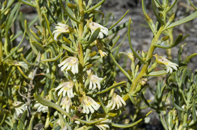APII jpeg image of Goodenia collaris  © contact APII