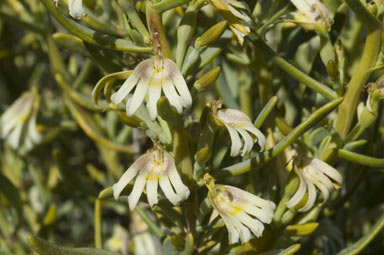 APII jpeg image of Goodenia collaris  © contact APII