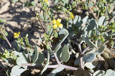 APII jpeg image of Roepera glauca  © contact APII