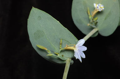 APII jpeg image of Scaevola brooksiana  © contact APII