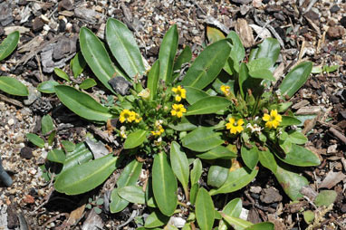 APII jpeg image of Goodenia montana  © contact APII