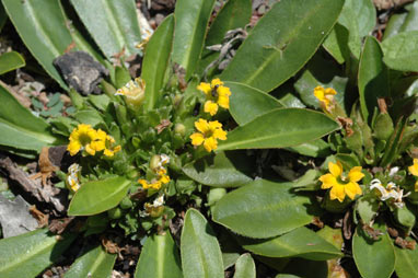 APII jpeg image of Goodenia montana  © contact APII