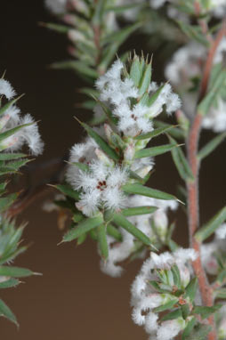 APII jpeg image of Styphelia attenuata  © contact APII