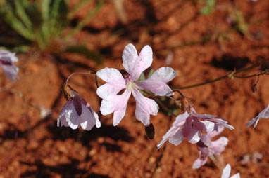 APII jpeg image of Goodenia rosea  © contact APII