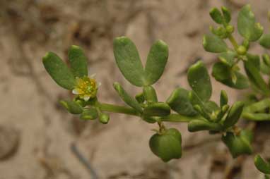 APII jpeg image of Roepera iodocarpa  © contact APII