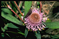 flower image
