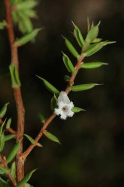 APII jpeg image of Styphelia fletcheri subsp. brevisepala  © contact APII