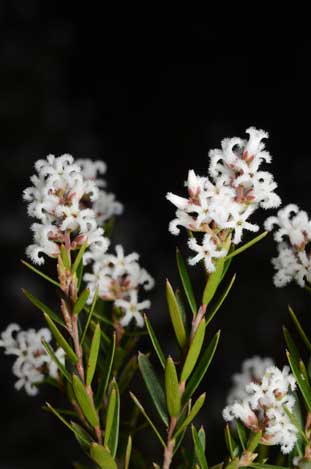 APII jpeg image of Acrothamnus melaleucoides  © contact APII