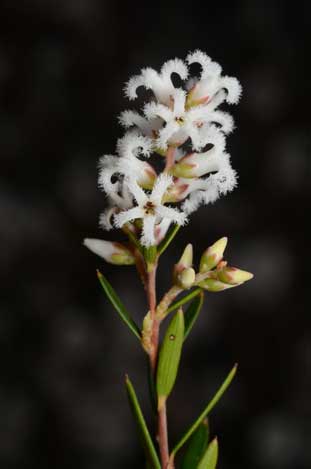 APII jpeg image of Acrothamnus melaleucoides  © contact APII