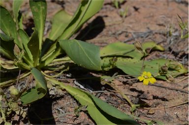 APII jpeg image of Goodenia macrocalyx  © contact APII