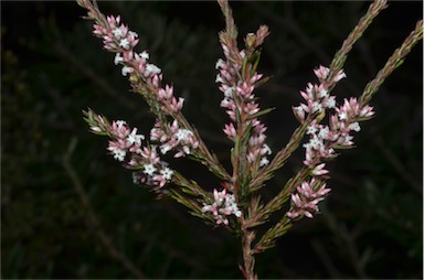 APII jpeg image of Styphelia ericoides  © contact APII