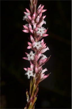 APII jpeg image of Styphelia ericoides  © contact APII