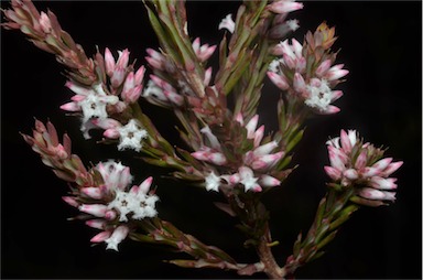 APII jpeg image of Styphelia ericoides  © contact APII