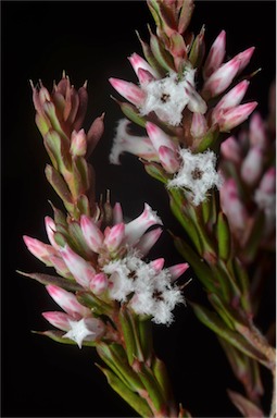 APII jpeg image of Styphelia ericoides  © contact APII