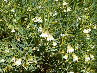 APII jpeg image of Goodenia collaris  © contact APII