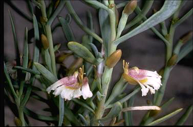 APII jpeg image of Goodenia collaris  © contact APII