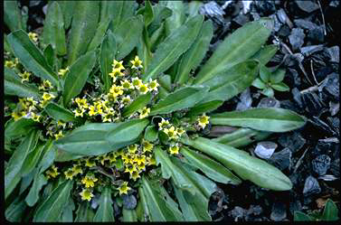 APII jpeg image of Goodenia montana  © contact APII