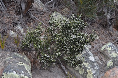 APII jpeg image of Styphelia ericoides  © contact APII