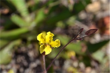 APII jpeg image of Goodenia mystrophylla  © contact APII
