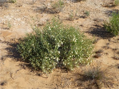 APII jpeg image of Goodenia collaris  © contact APII