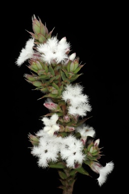APII jpeg image of Styphelia attenuata  © contact APII