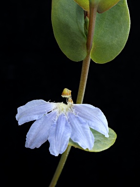 APII jpeg image of Scaevola brooksiana  © contact APII