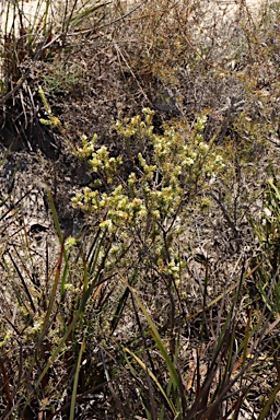 APII jpeg image of Styphelia densifolia var.  © contact APII