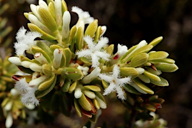 APII jpeg image of Styphelia densifolia var.  © contact APII