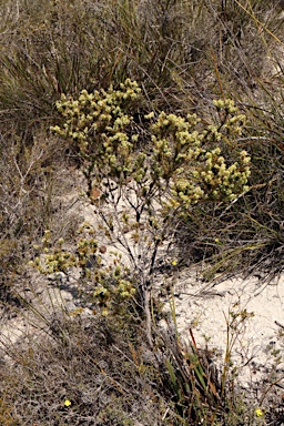 APII jpeg image of Styphelia densifolia var.  © contact APII
