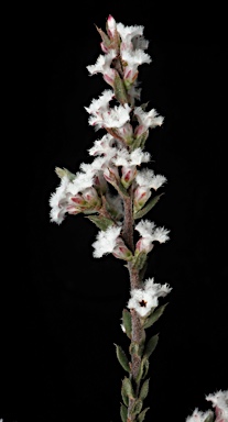 APII jpeg image of Styphelia attenuata  © contact APII