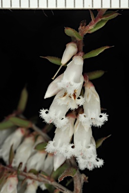 APII jpeg image of Styphelia fletcheri subsp. brevisepala  © contact APII