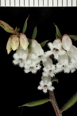 APII jpeg image of Styphelia fletcheri subsp. brevisepala  © contact APII