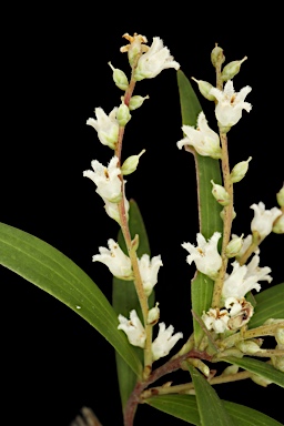 APII jpeg image of Styphelia affinis var.  © contact APII