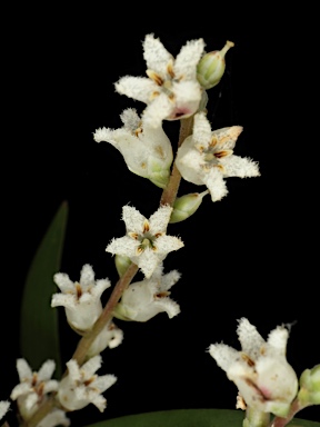 APII jpeg image of Styphelia affinis var.  © contact APII