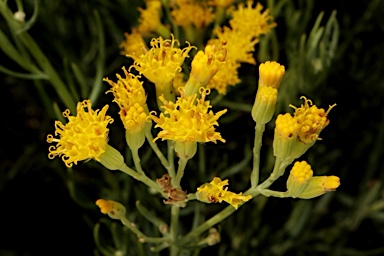 APII jpeg image of Senecio cunninghamii var. cunninghamii  © contact APII