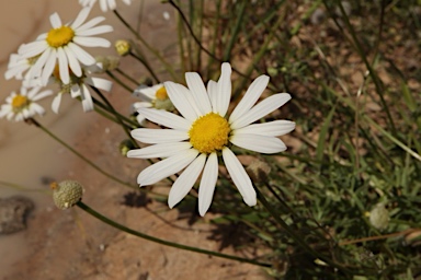 APII jpeg image of Brachyscome smithwhitei  © contact APII