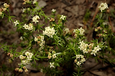 APII jpeg image of Asperula conferta  © contact APII