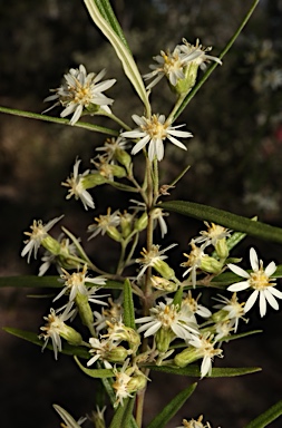 APII jpeg image of Olearia viscidula  © contact APII