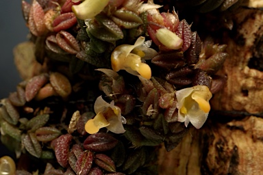 APII jpeg image of Dockrillia toressae  © contact APII