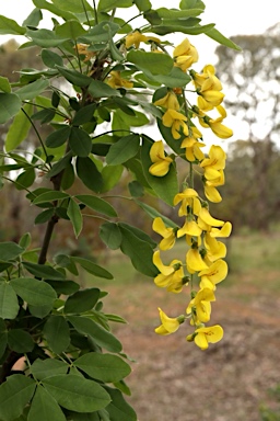 APII jpeg image of Laburnum anagyroides  © contact APII